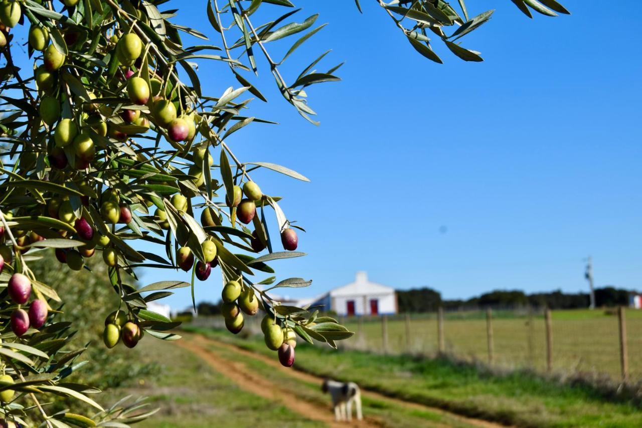 Herdade Da Burquilheira Family Retreat Alcáçovas Kültér fotó