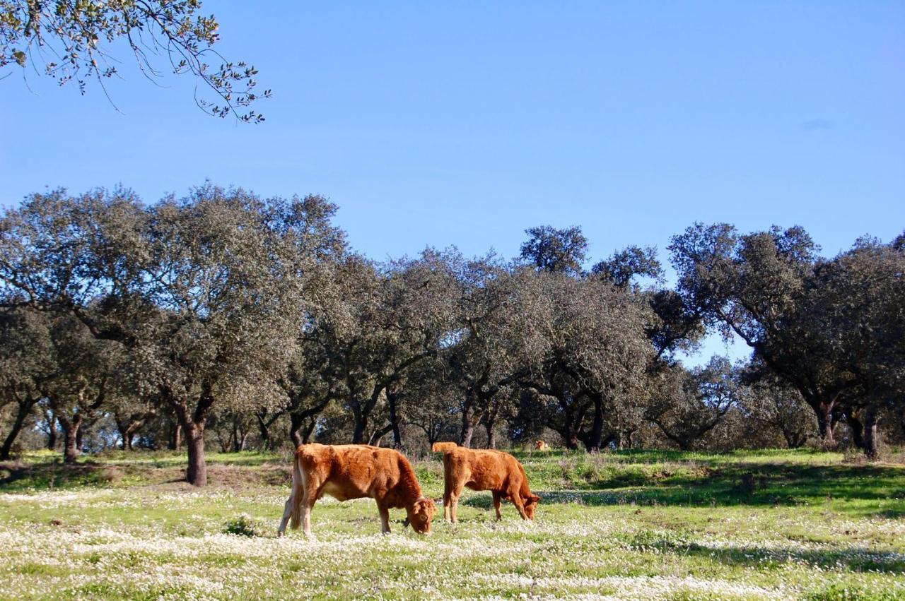 Herdade Da Burquilheira Family Retreat Alcáçovas Kültér fotó