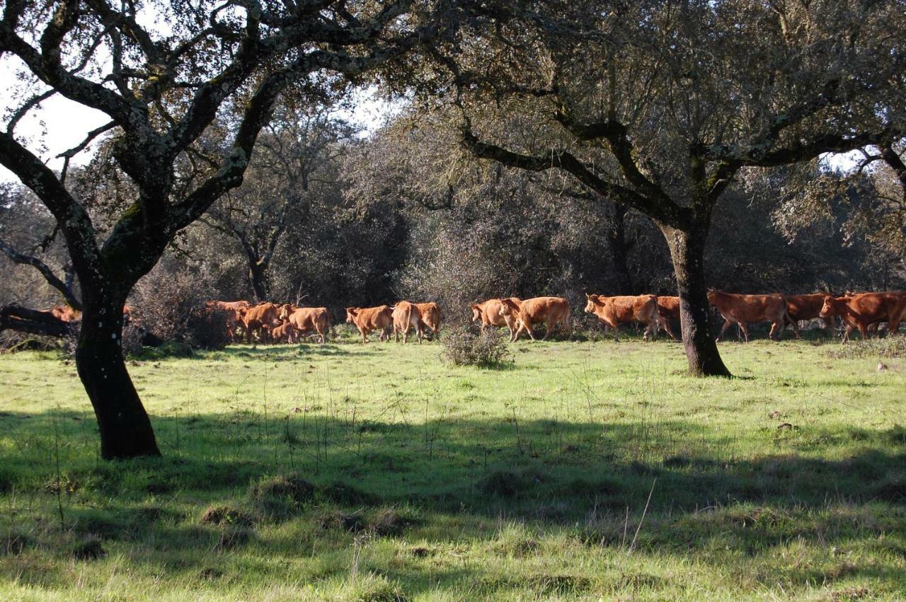 Herdade Da Burquilheira Family Retreat Alcáçovas Kültér fotó